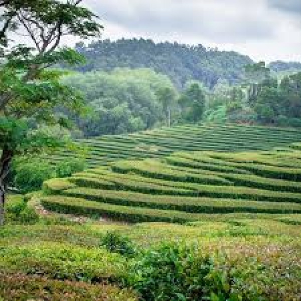 Tea Plantation Walking Tour In Munnar 1D